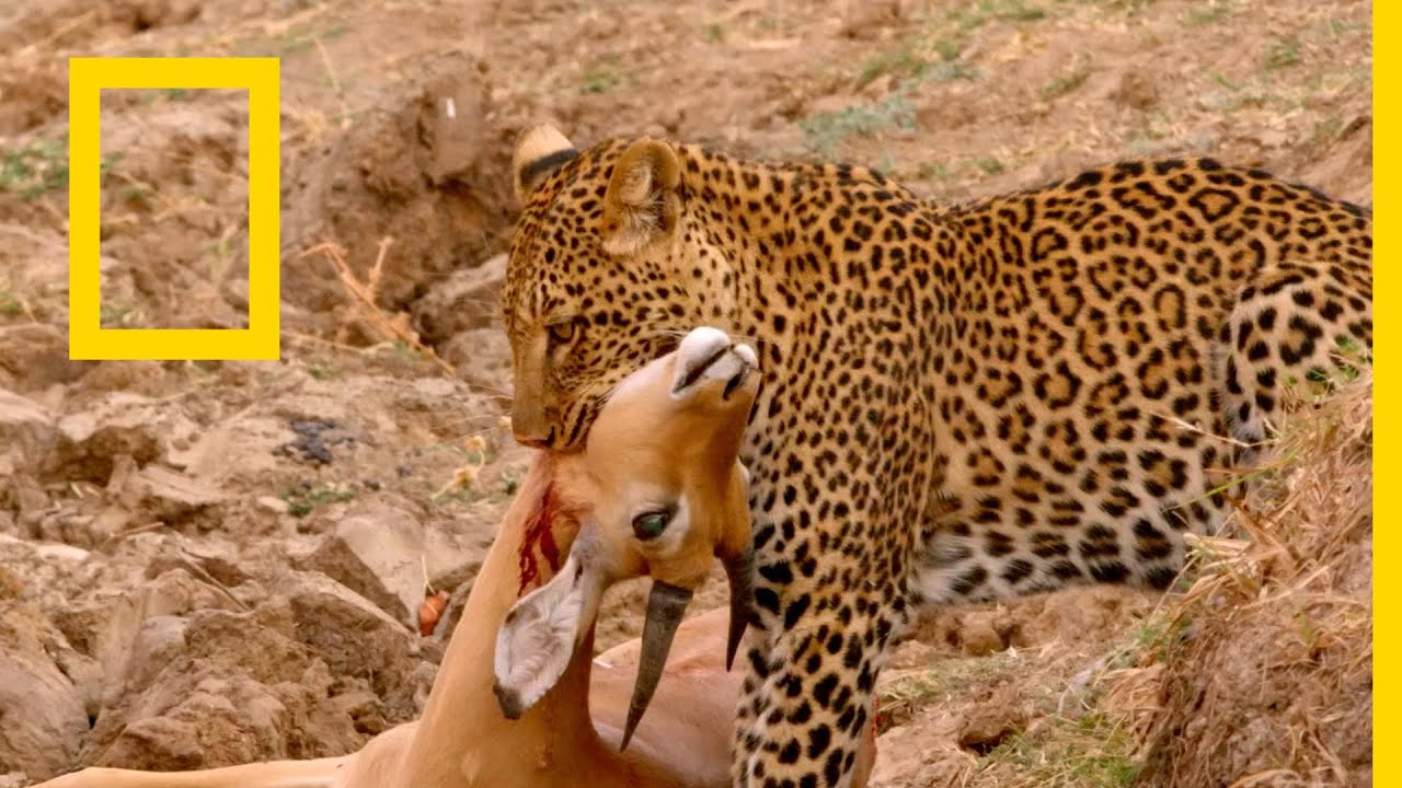 تحديث نوفمبر الجديد .. تردد قناة ناشيونال جيوغرافيك National Geographic Tv على ( نايل سات)