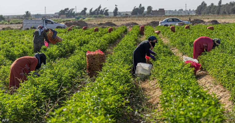 749 مليون جنيه لـ17.6 ألف مستفيد من برنامج التنمية الزراعية